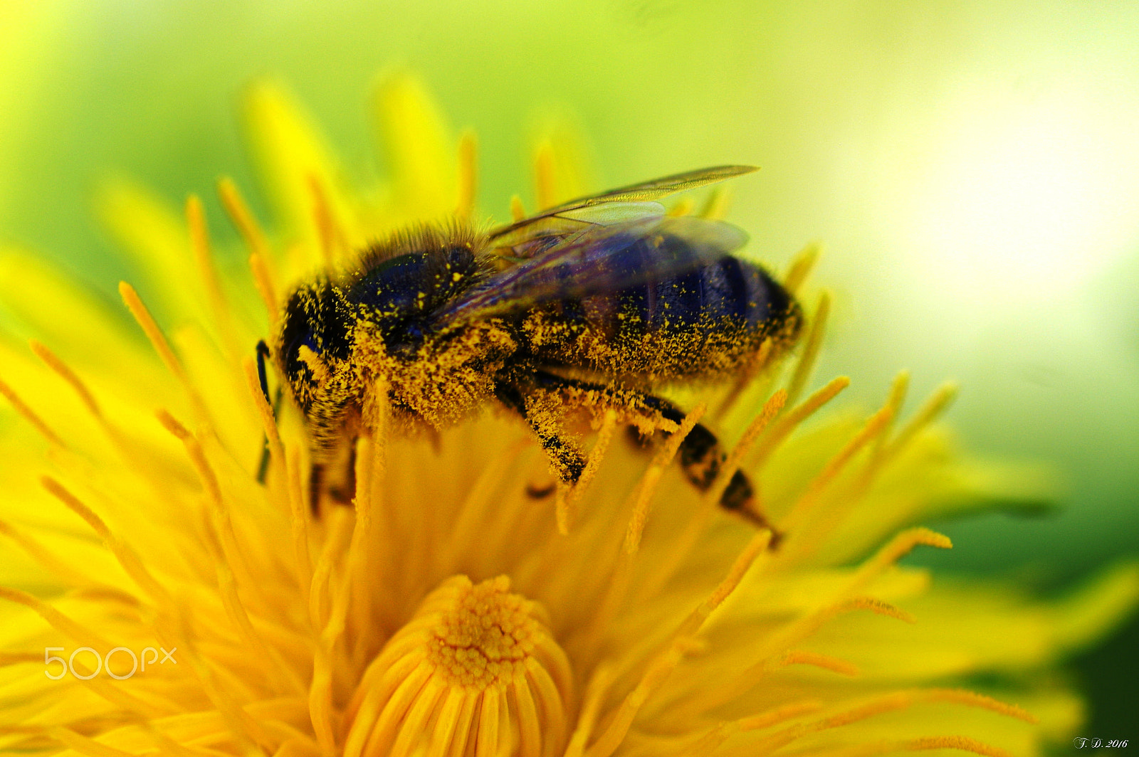 Pentax smc D-FA 100mm F2.8 macro sample photo. Bee photography
