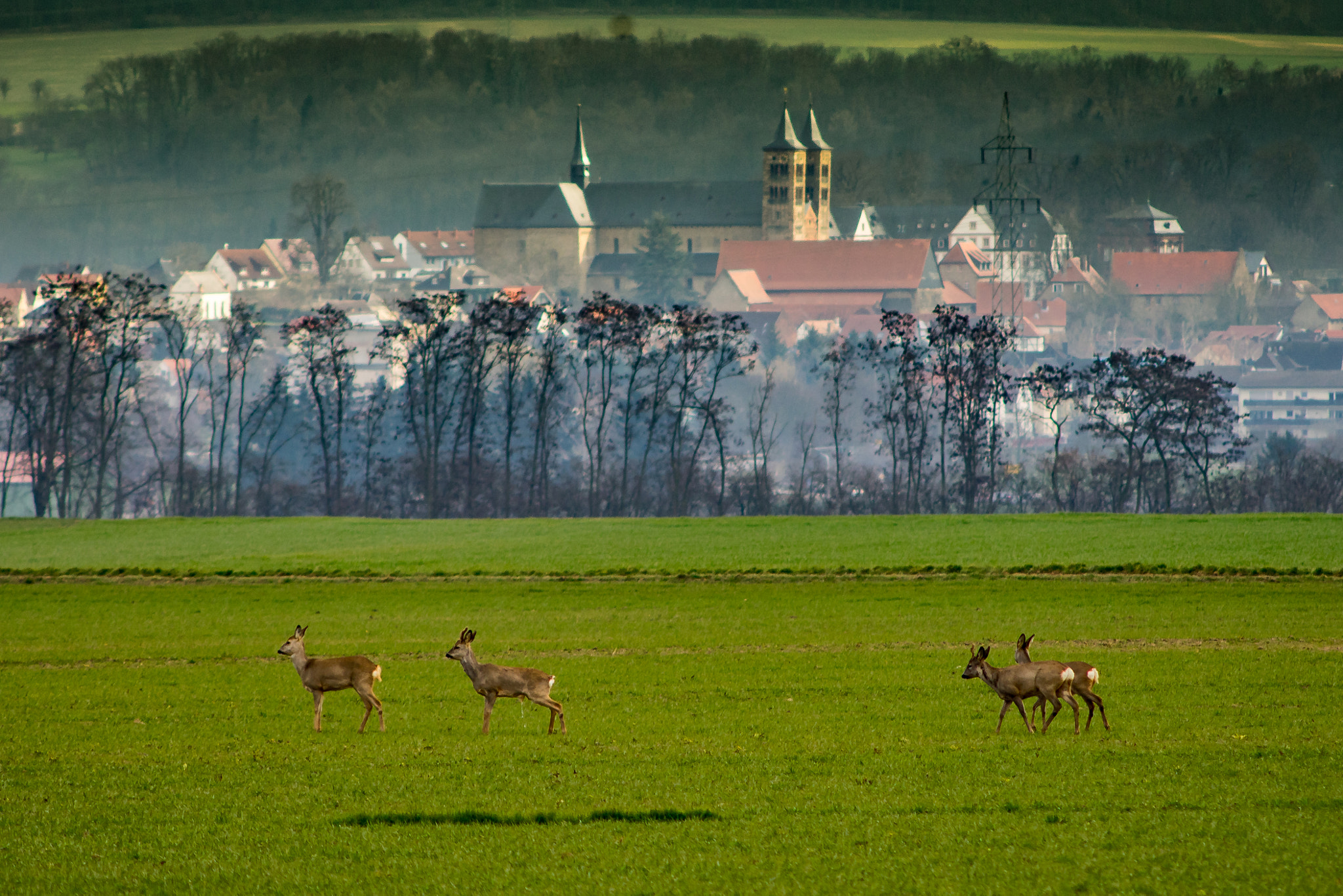 Sony 75-300mm F4.5-5.6 sample photo. Rehe photography