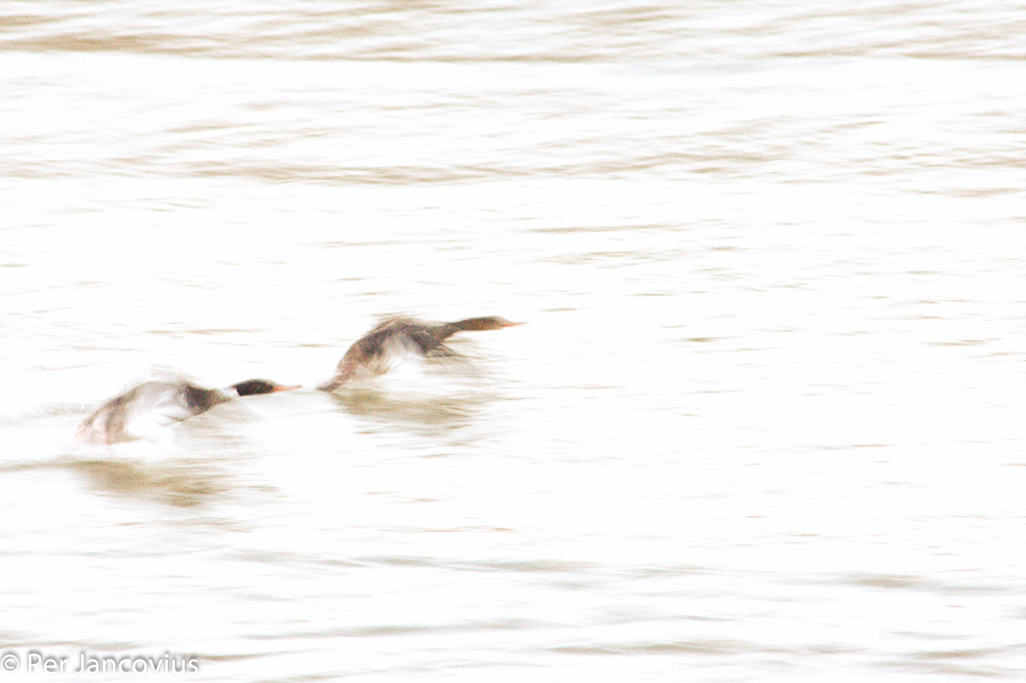 Canon EOS 40D sample photo. Mallards att lomma beach photography