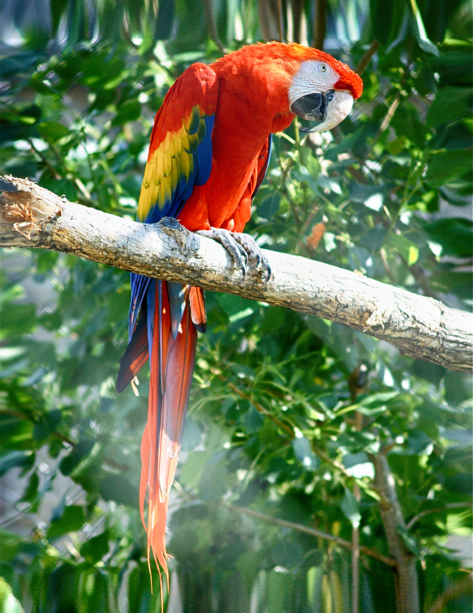 AF Zoom-Nikkor 75-240mm f/4.5-5.6D sample photo. Pretty bird photography