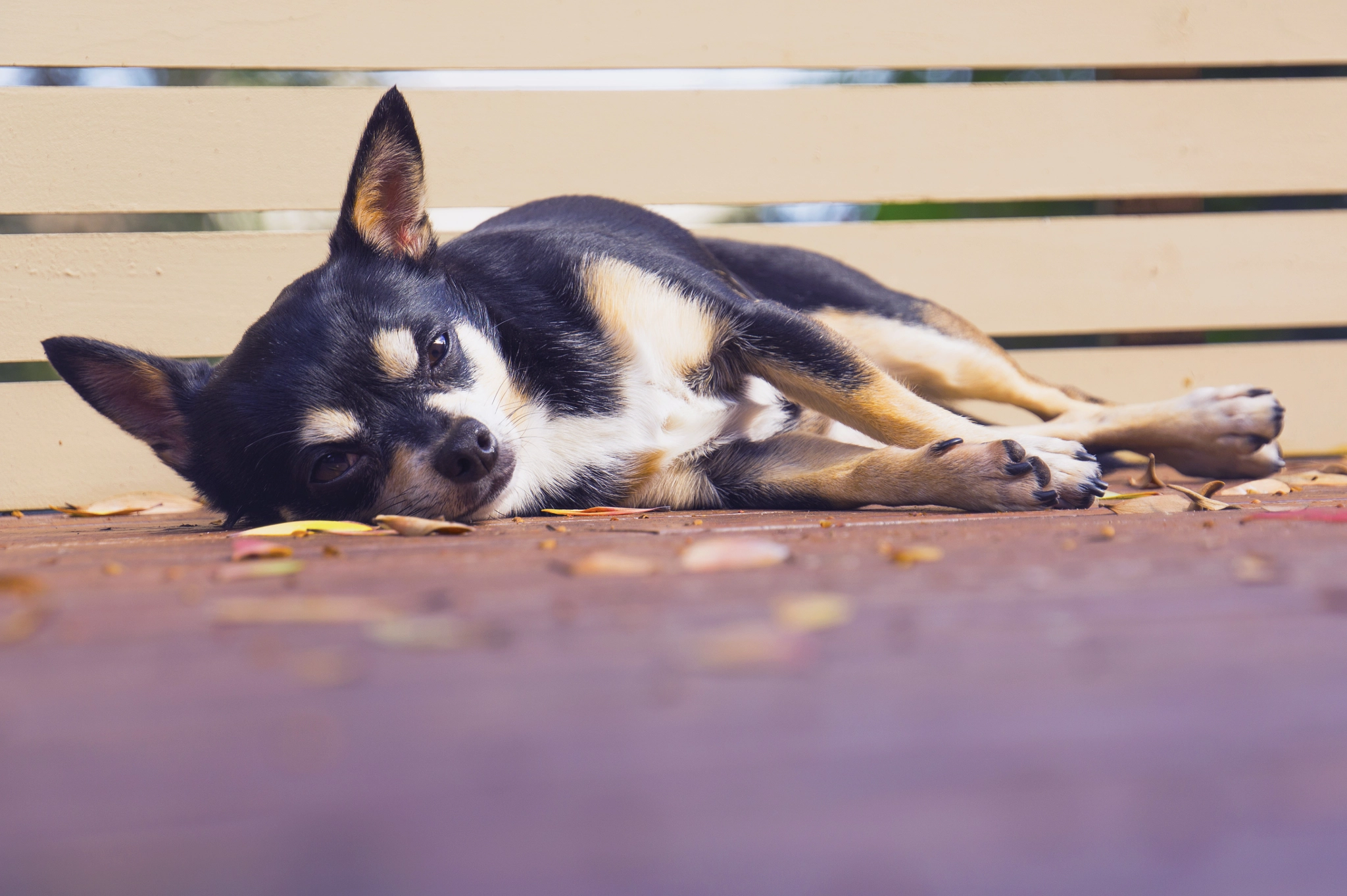 Sony E 18-200mm F3.5-6.3 OSS sample photo. Depth of chihuahua photography