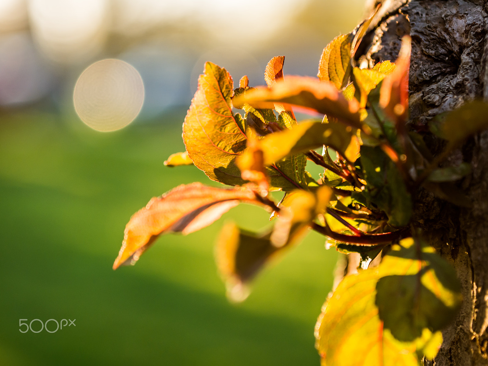 Panasonic Lumix DMC-G7 + Sigma 60mm F2.8 DN Art sample photo. Supagreen photography
