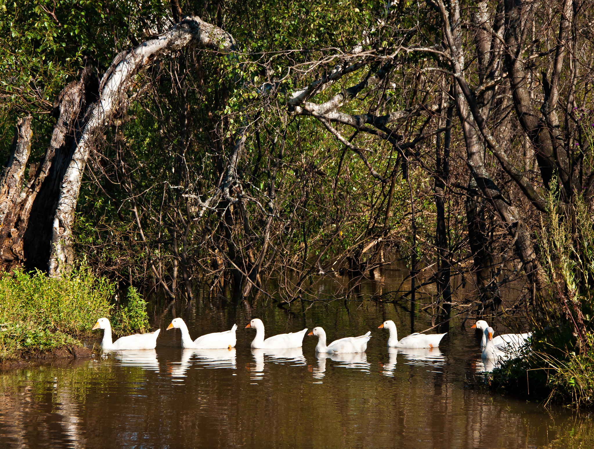 Sony Alpha DSLR-A700 sample photo. Geese crossing the river photography