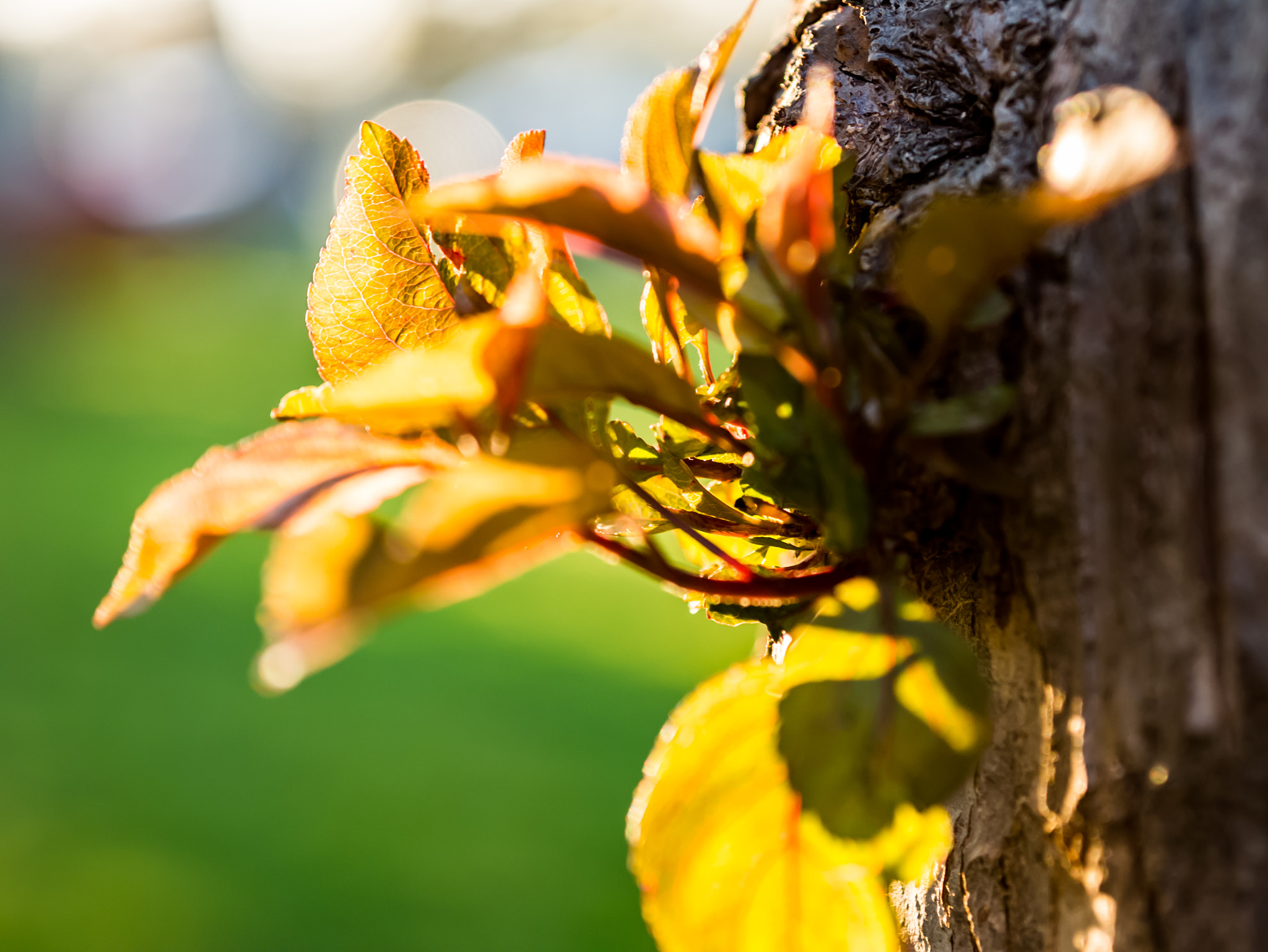Panasonic Lumix DMC-G7 + Sigma 60mm F2.8 DN Art sample photo. Who needs flowers? photography