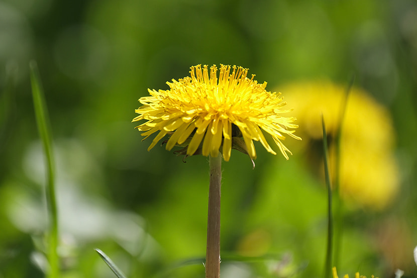 Fujifilm XF 100-400mm F4.5-5.6 R LM OIS WR sample photo. Spring in poland photography