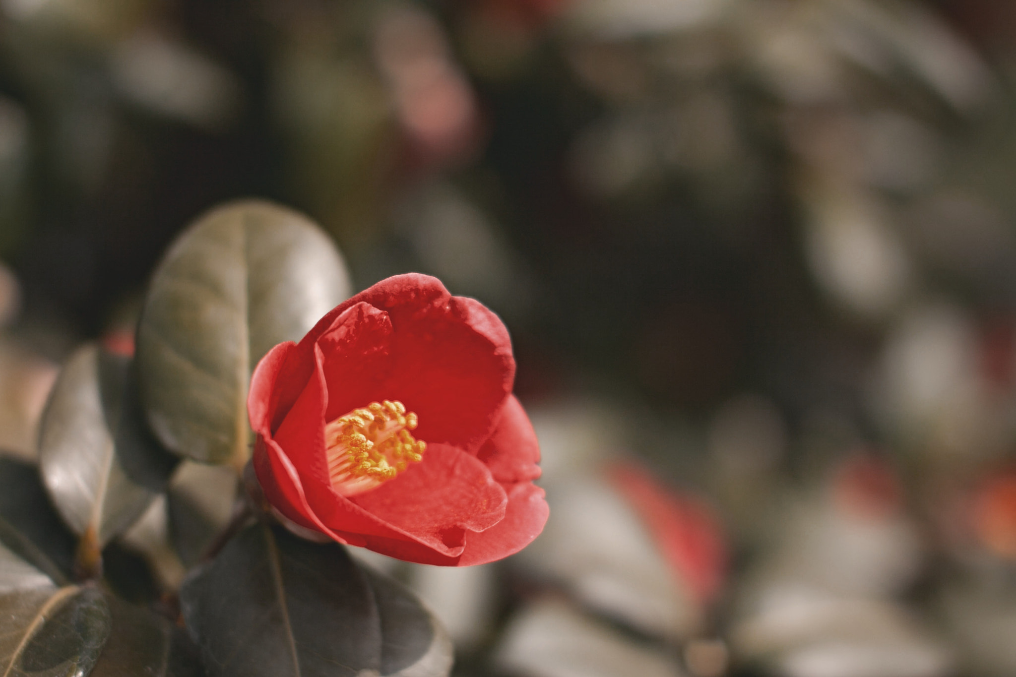 Sigma 50mm F1.4 EX DG HSM sample photo. * photography