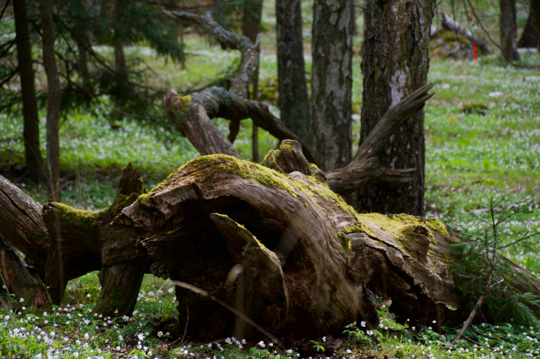 Tamron 18-270mm F3.5-6.3 Di II PZD sample photo. The decay tree photography