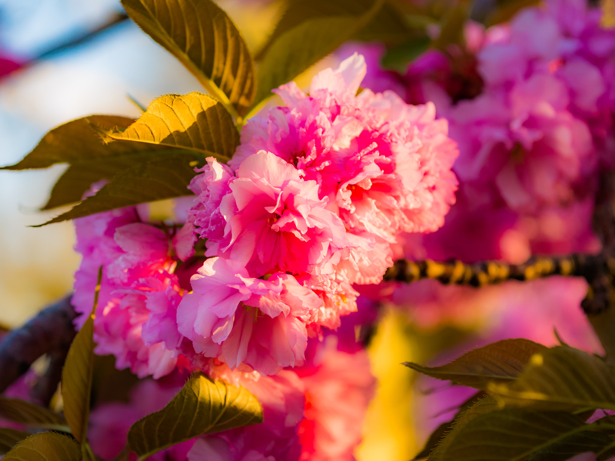 Panasonic Lumix DMC-G7 + Sigma 60mm F2.8 DN Art sample photo. Sitting pretty. photography