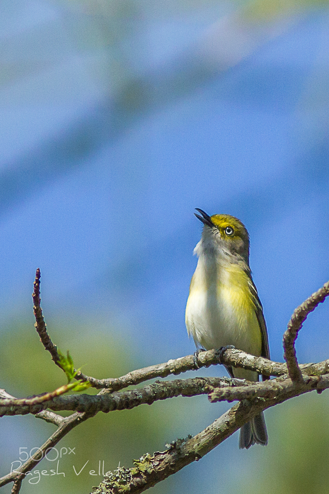 Canon EF 300mm F4L IS USM sample photo. White eyed vireo photography