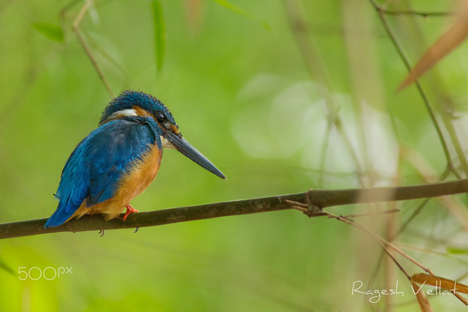 Canon EF 300mm F4L IS USM sample photo. Kingfisher photography