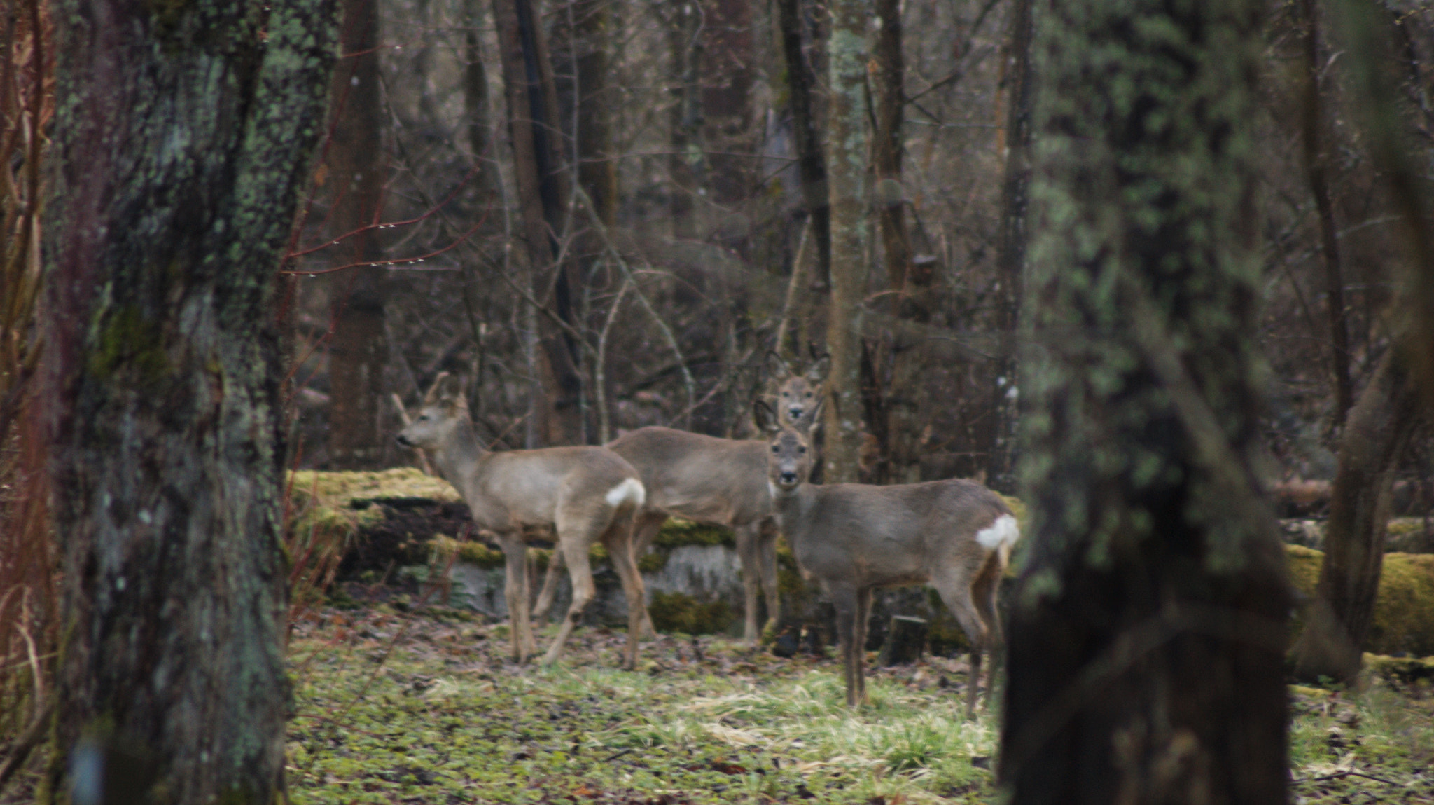 Sony Alpha DSLR-A350 + Tamron Lens (255) sample photo. Deers photography