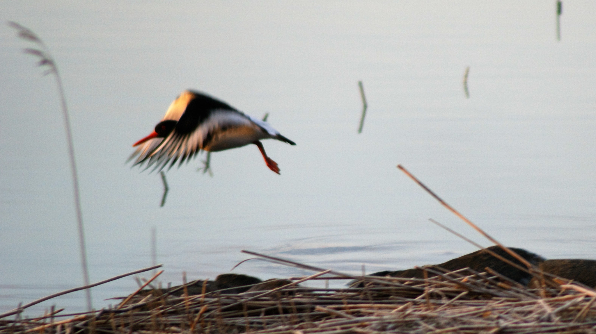 Sony Alpha DSLR-A350 + Tamron Lens (255) sample photo. Oystercatcher photography