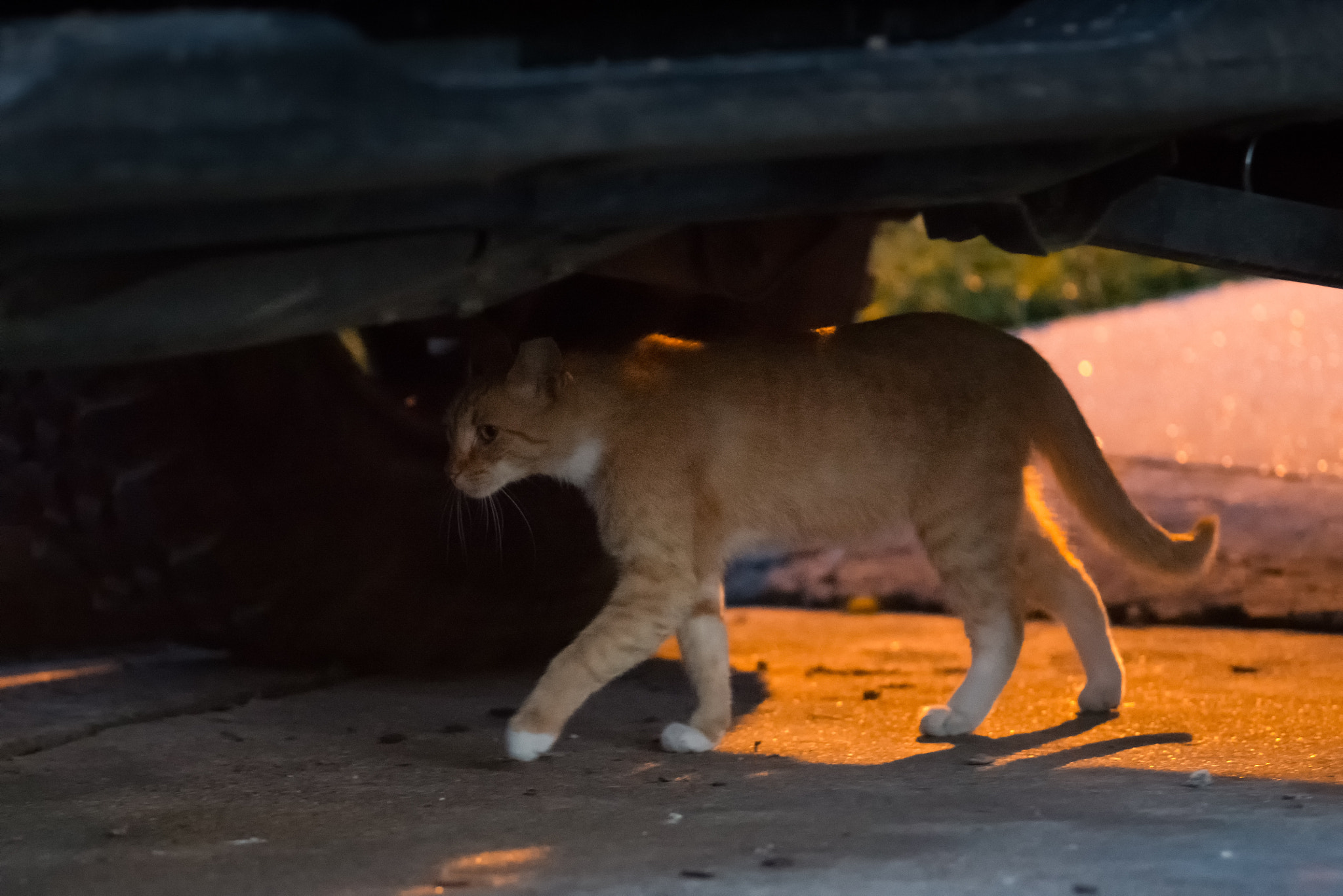 Nikon D800E + Nikon AF Nikkor 180mm F2.8D ED-IF sample photo. Street cat photography