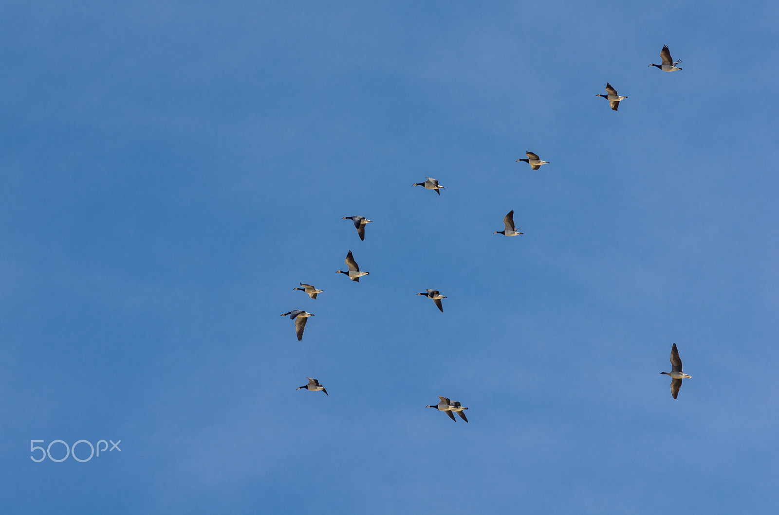 Pentax smc DA* 300mm F4.0 ED (IF) SDM sample photo. Flying barnacle photography