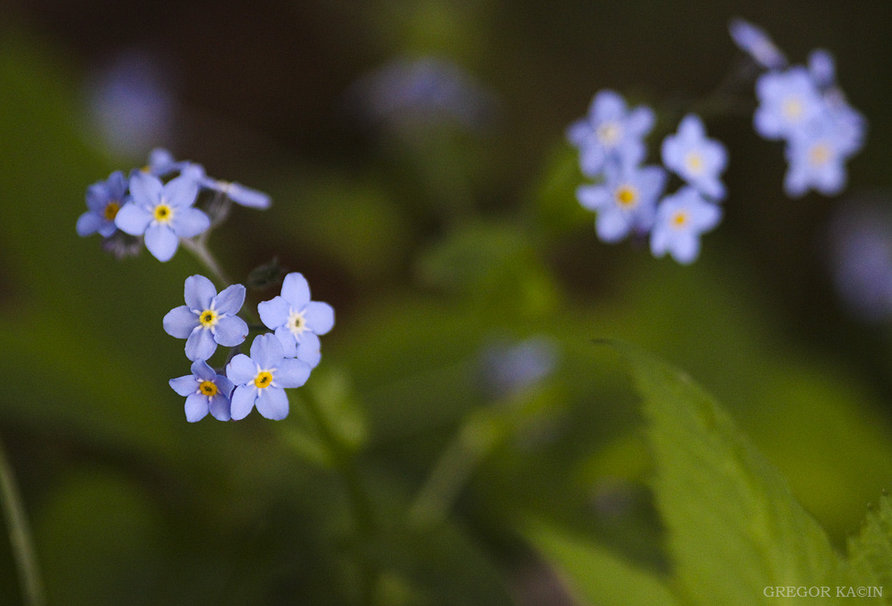 Canon EOS 600D (Rebel EOS T3i / EOS Kiss X5) + Sigma 105mm F2.8 EX DG Macro sample photo. Forget me not photography