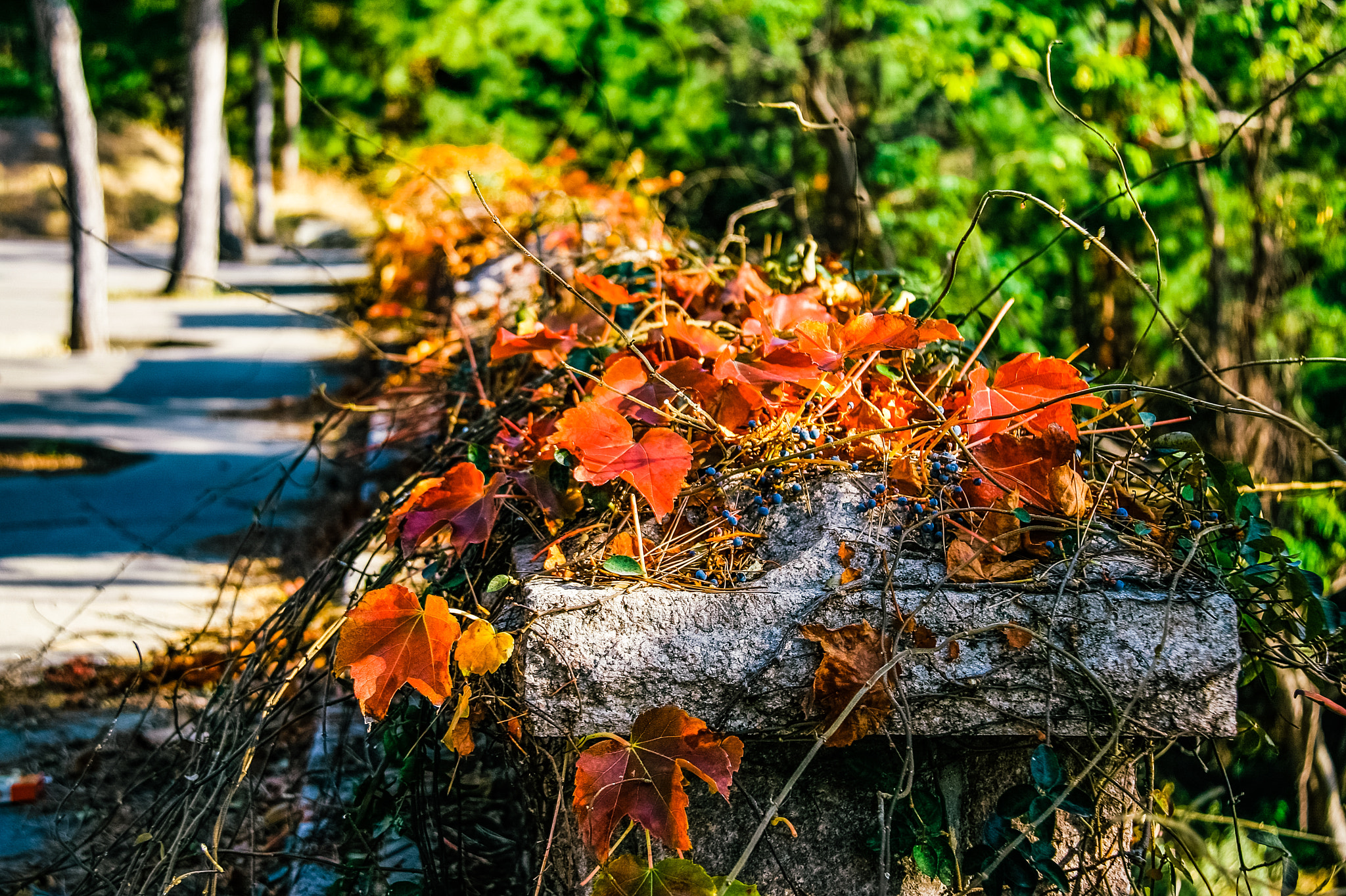 Canon EOS 40D sample photo. Roadside autumn leaves photography