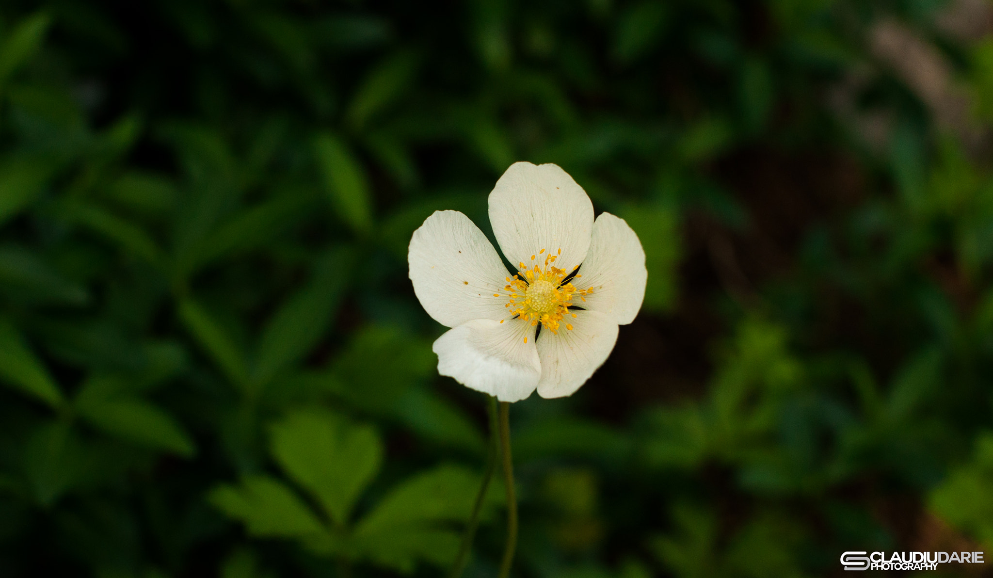 Nikon D90 + Sigma 50mm F1.4 EX DG HSM sample photo. Rising white photography