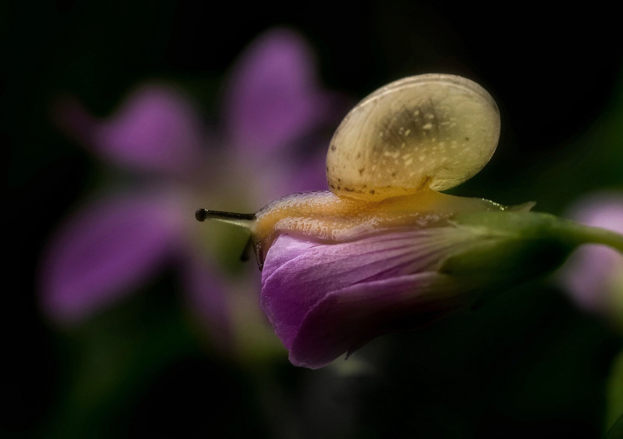 Panasonic Lumix DMC-GM1 sample photo. Dream of snail photography