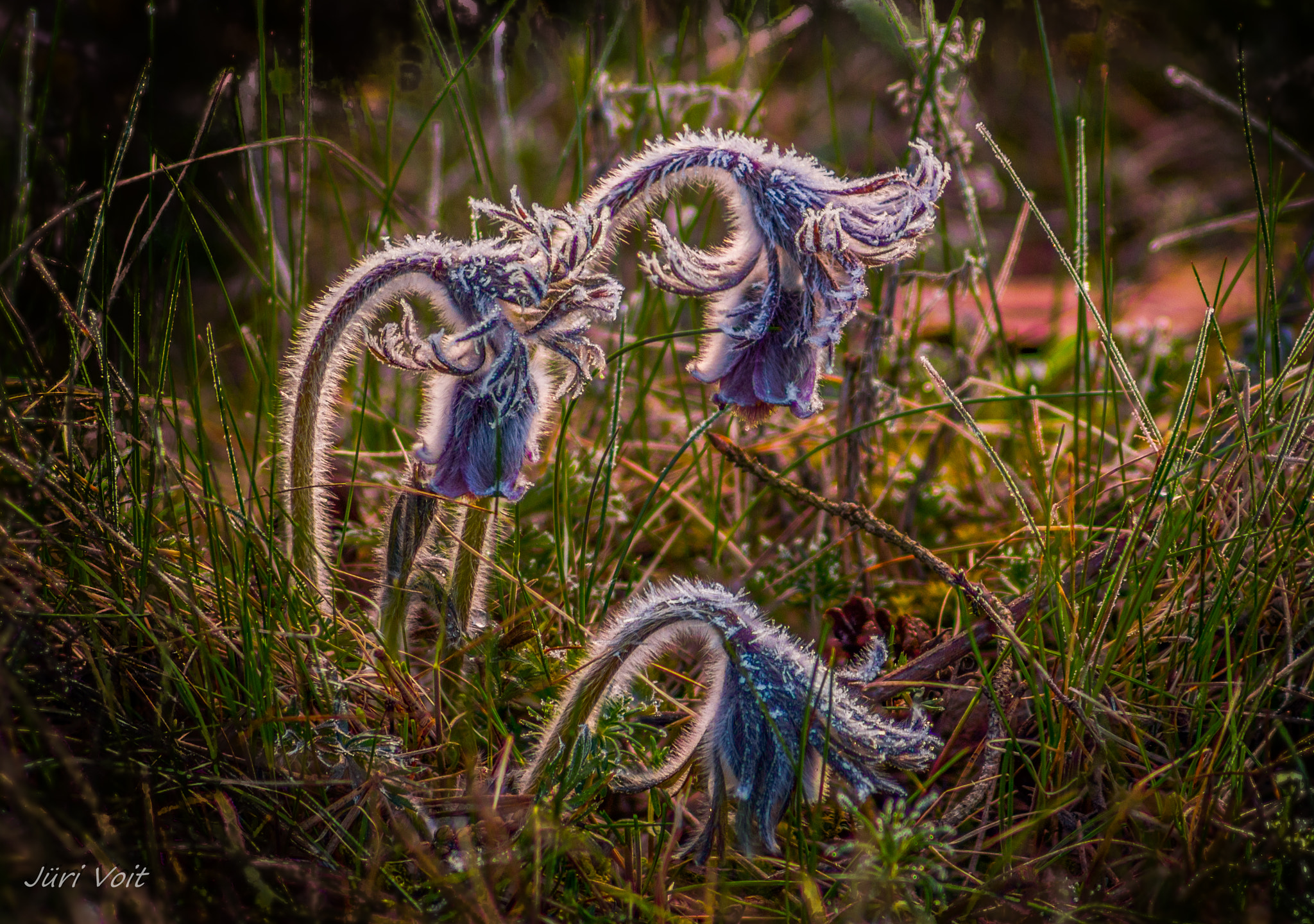 Tamron AF 70-300mm F4-5.6 Di LD Macro sample photo. Cold morning photography