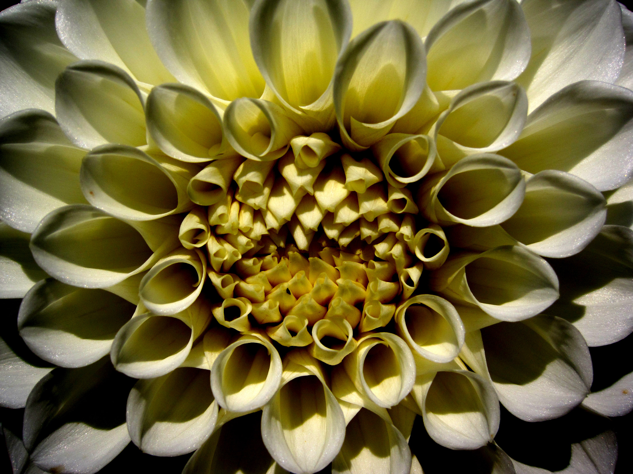 Canon PowerShot SD970 IS (Digital IXUS 990 IS / IXY Digital 830 IS) sample photo. Dahlia photography