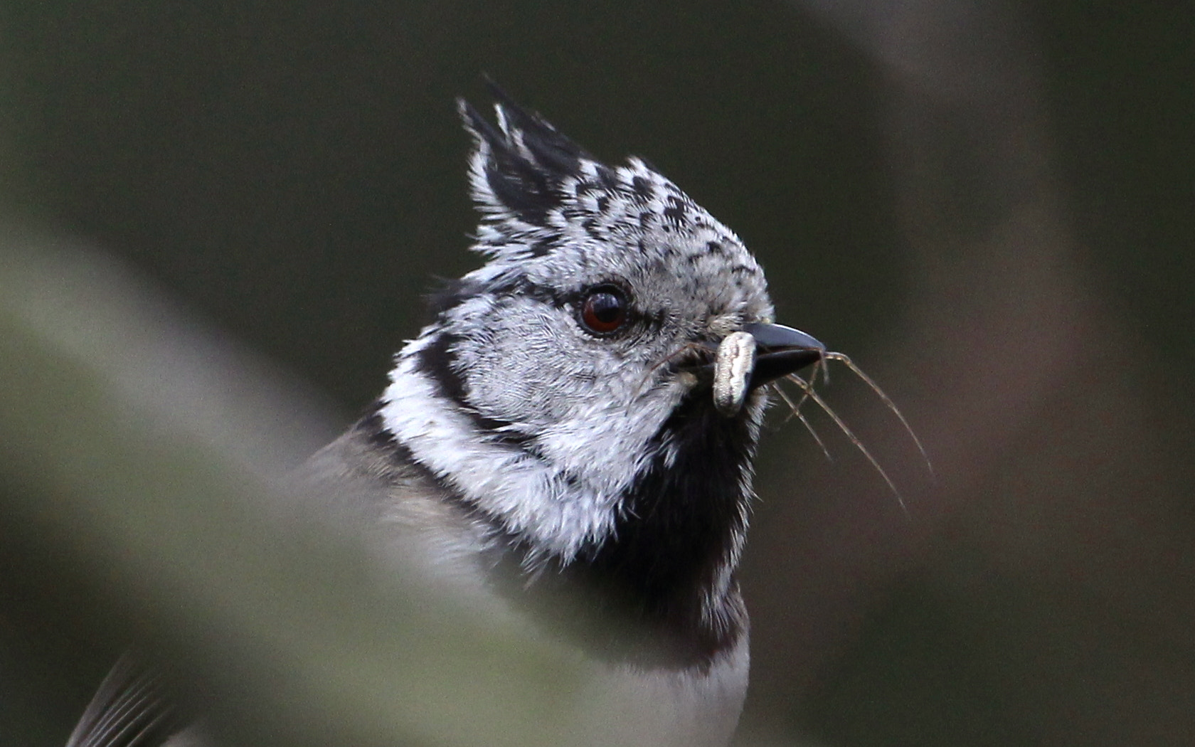 Canon EF 100-400mm F4.5-5.6L IS USM sample photo. Haubenmeise mit beute photography