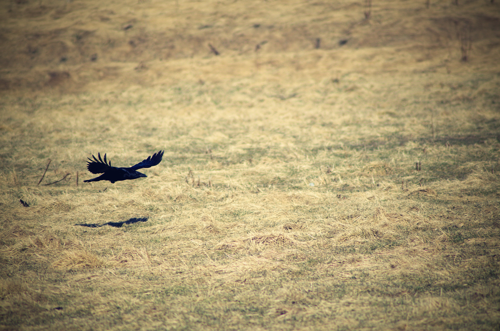 70.00 - 300.00 mm f/4.0 - 5.6 sample photo. Odin photography
