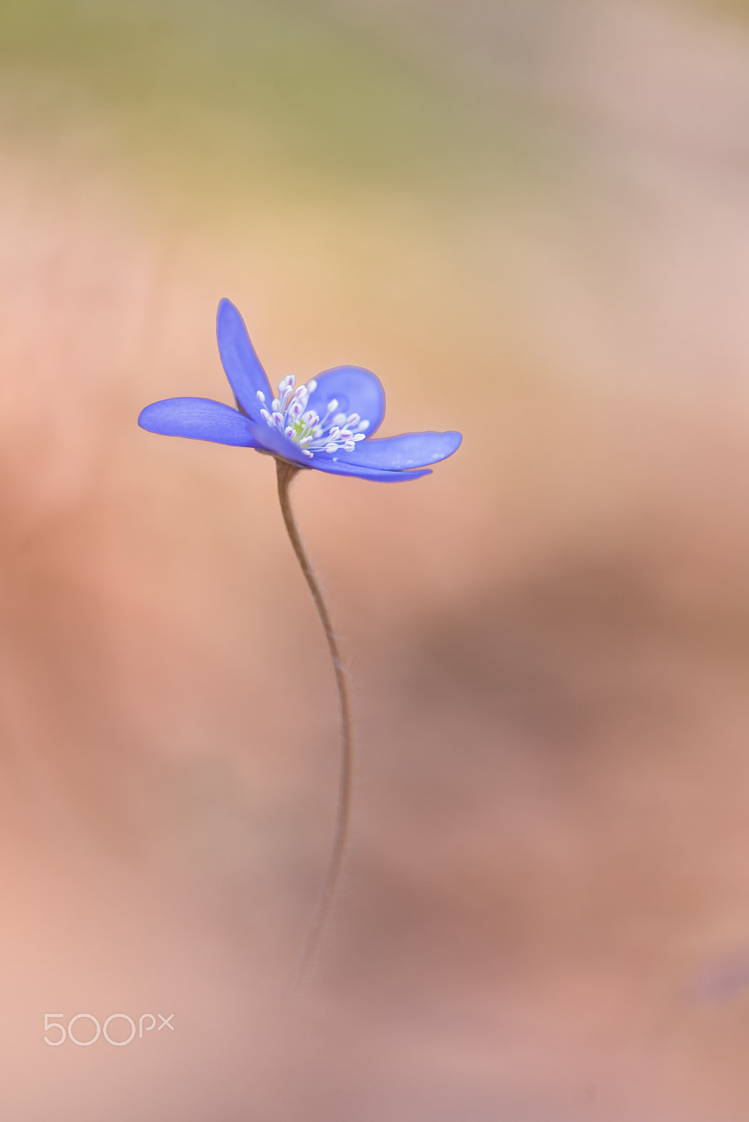 Sigma 150mm F2.8 EX DG Macro HSM sample photo. Anemone hepatica photography