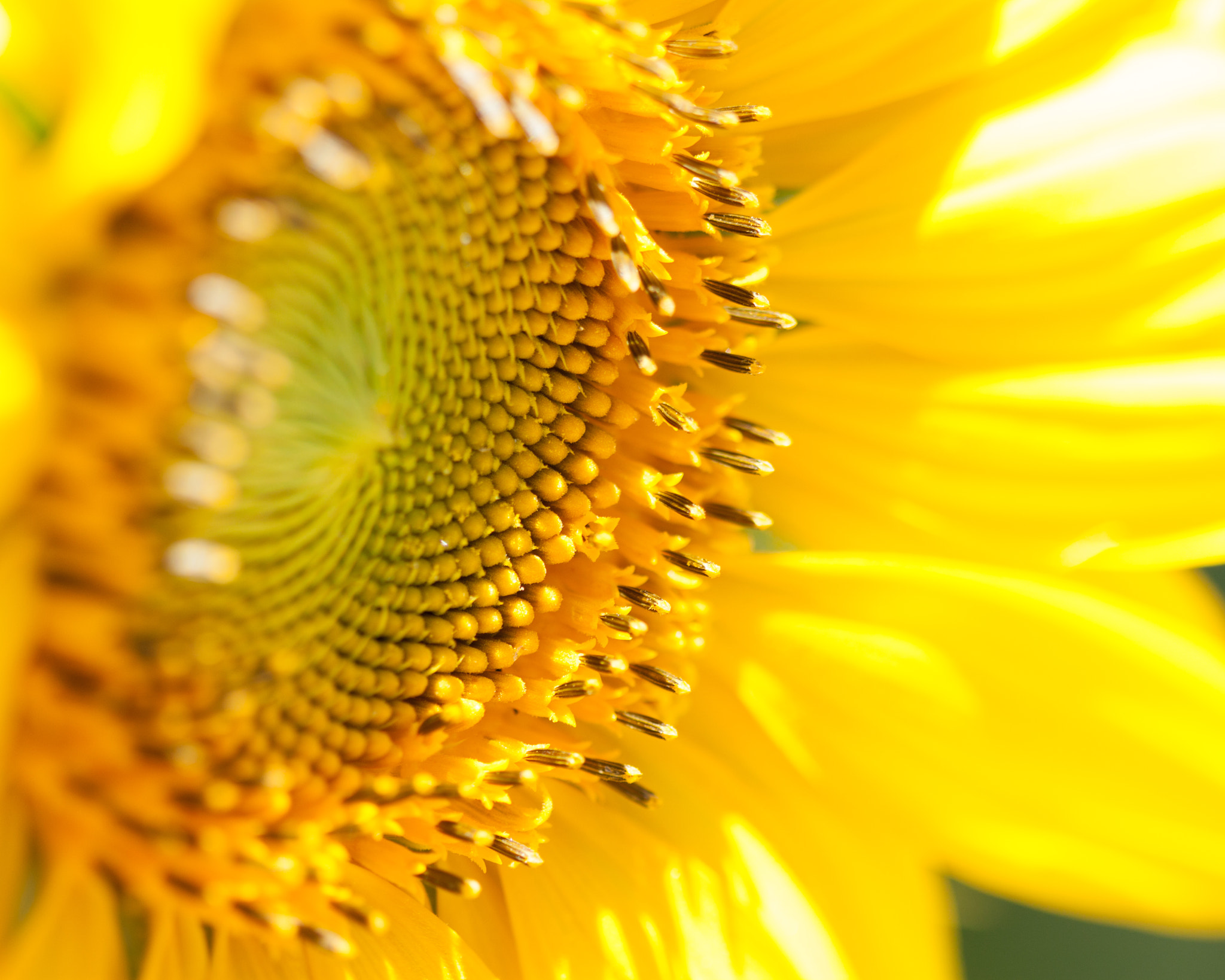 Canon EOS 450D (EOS Rebel XSi / EOS Kiss X2) sample photo. Sunflower #1 photography