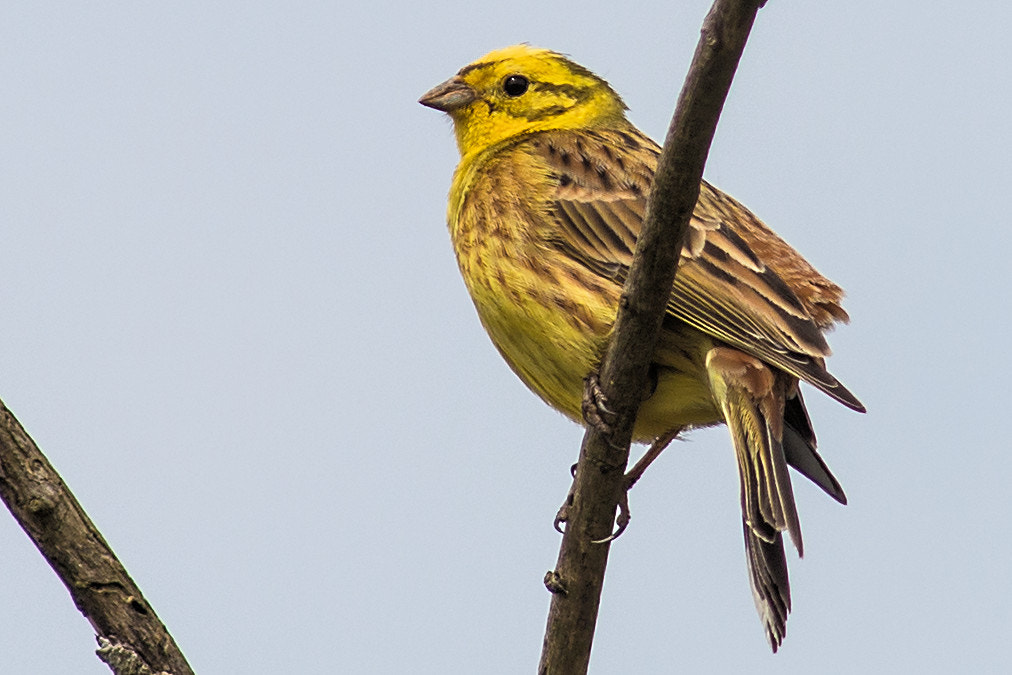 Canon EF 300mm F4L IS USM sample photo. Goldammer photography