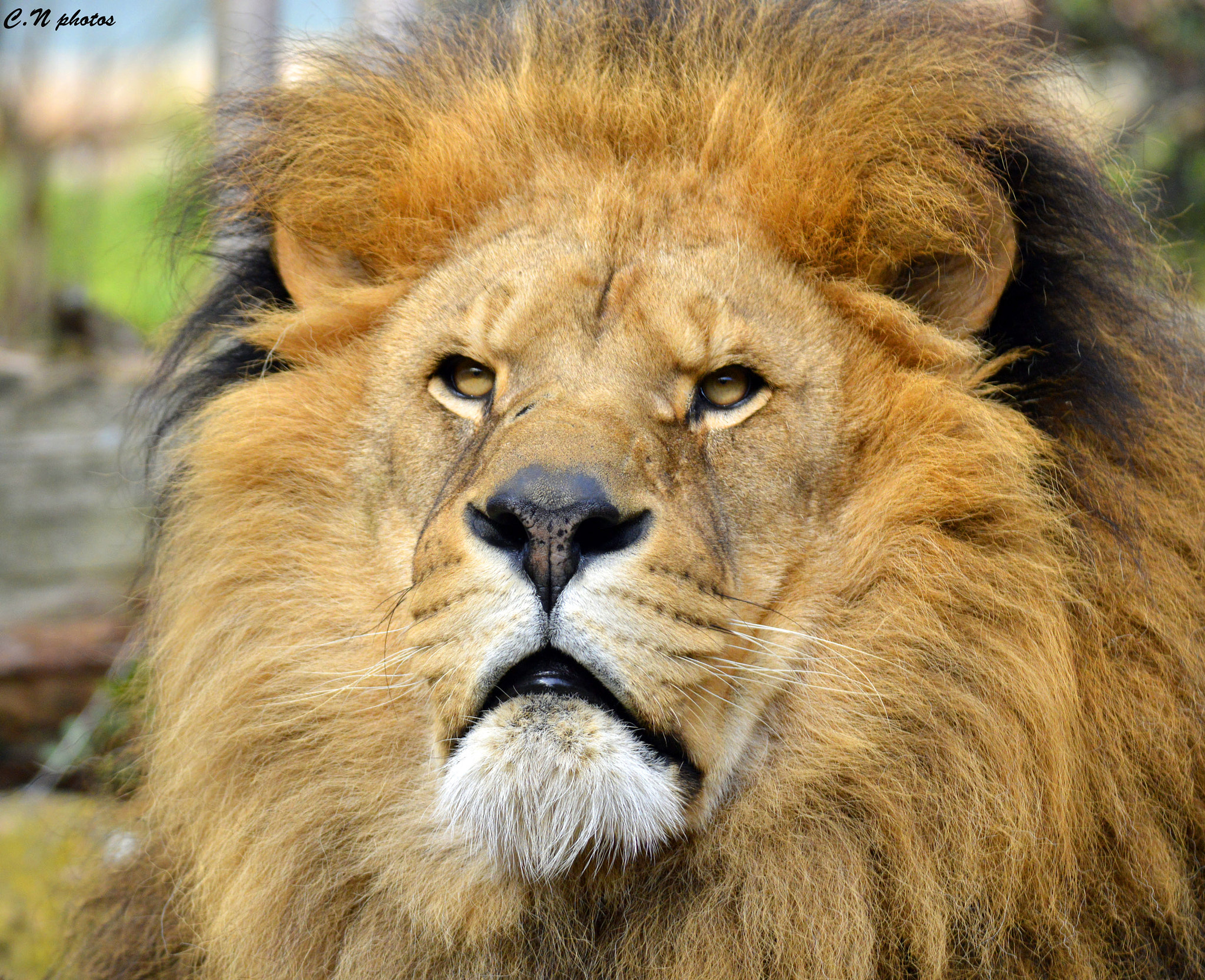 Nikon D3200 + Sigma 17-70mm F2.8-4 DC Macro OS HSM | C sample photo. Regard de lion photography