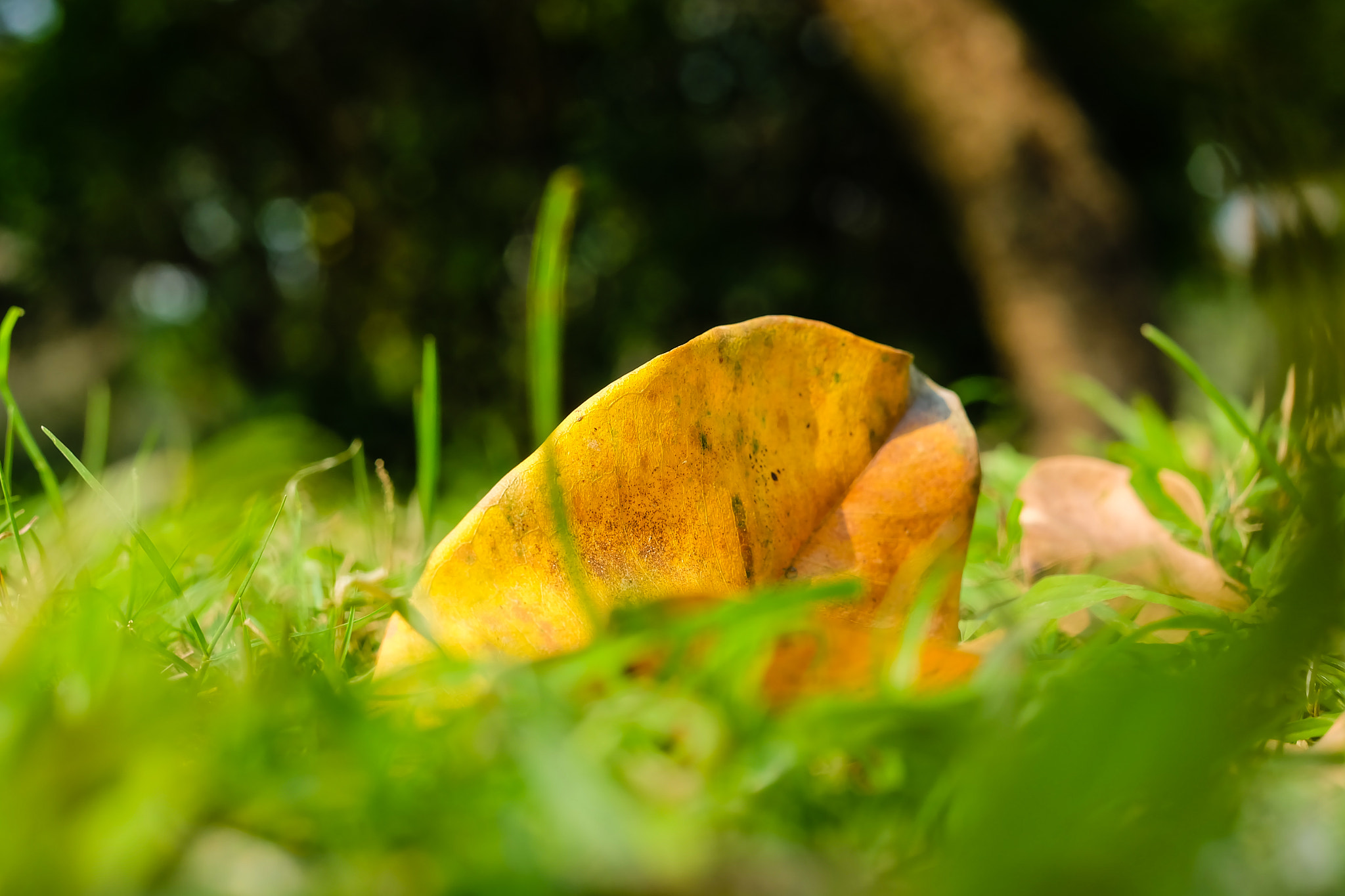 Fujifilm X-A1 + Fujifilm XF 35mm F1.4 R sample photo. Hiding leaf photography