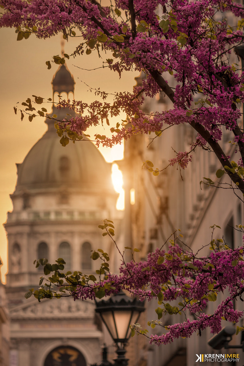 Canon EOS 450D (EOS Rebel XSi / EOS Kiss X2) sample photo. Spring mood in budapest photography