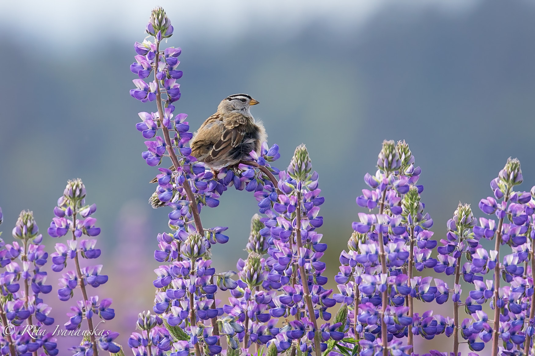 Canon EF 100-400mm F4.5-5.6L IS II USM sample photo. Lupines photography
