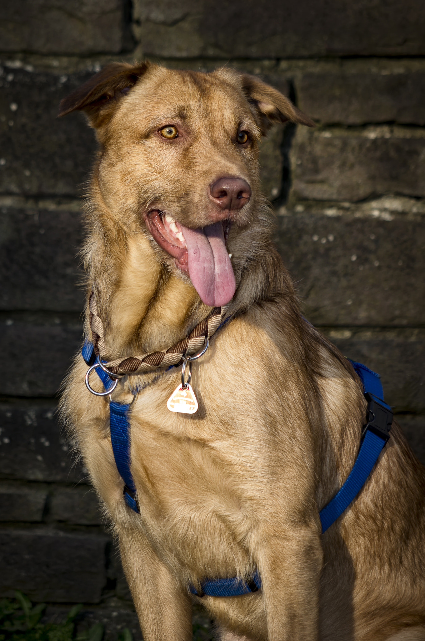 Pentax K-r + smc PENTAX-DA L 50-200mm F4-5.6 ED sample photo. Ryan my dog photography