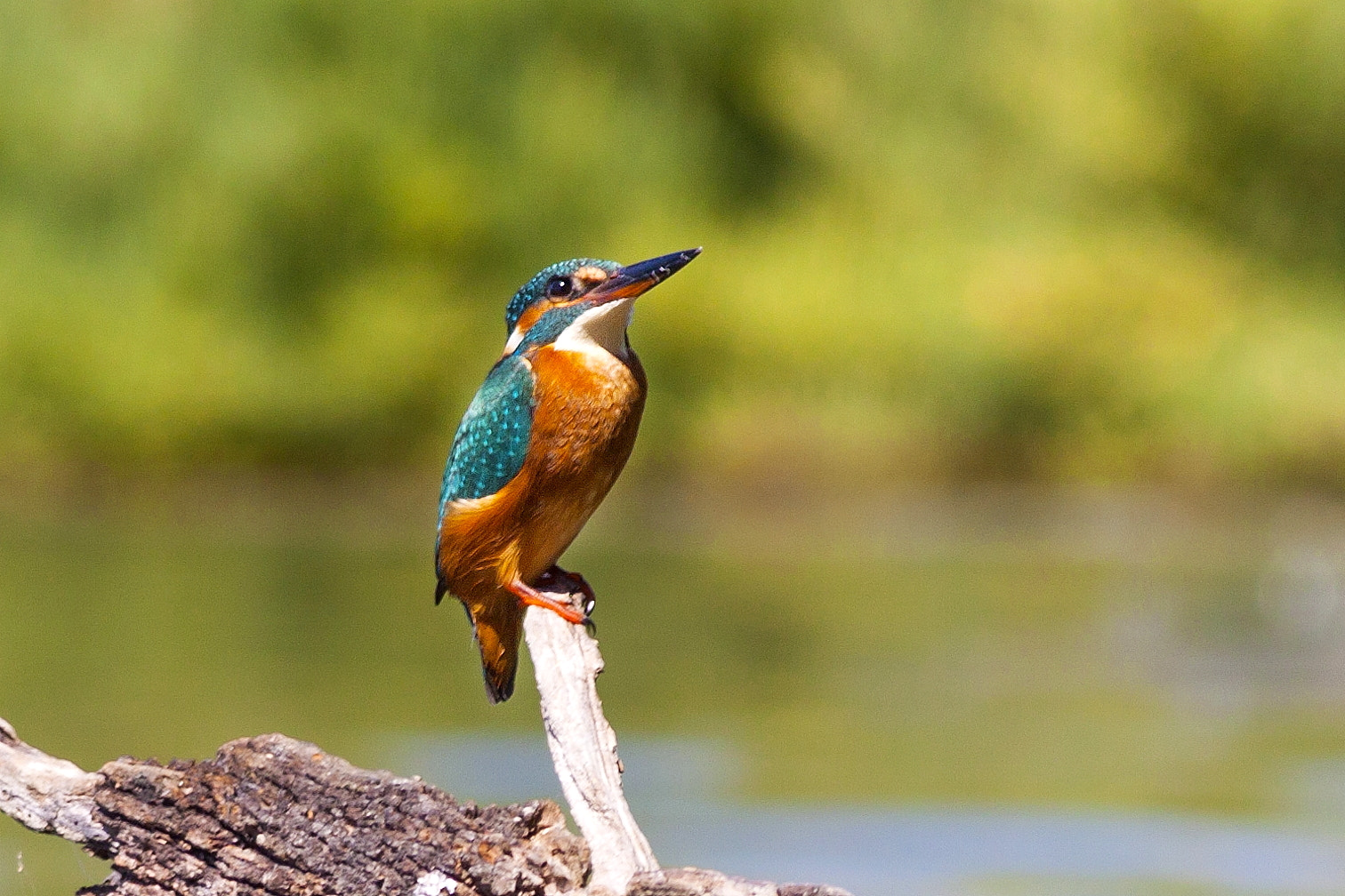 Canon EF-S 55-250mm F4-5.6 IS II sample photo. Martin pescatore ( alcedo atthis ) photography