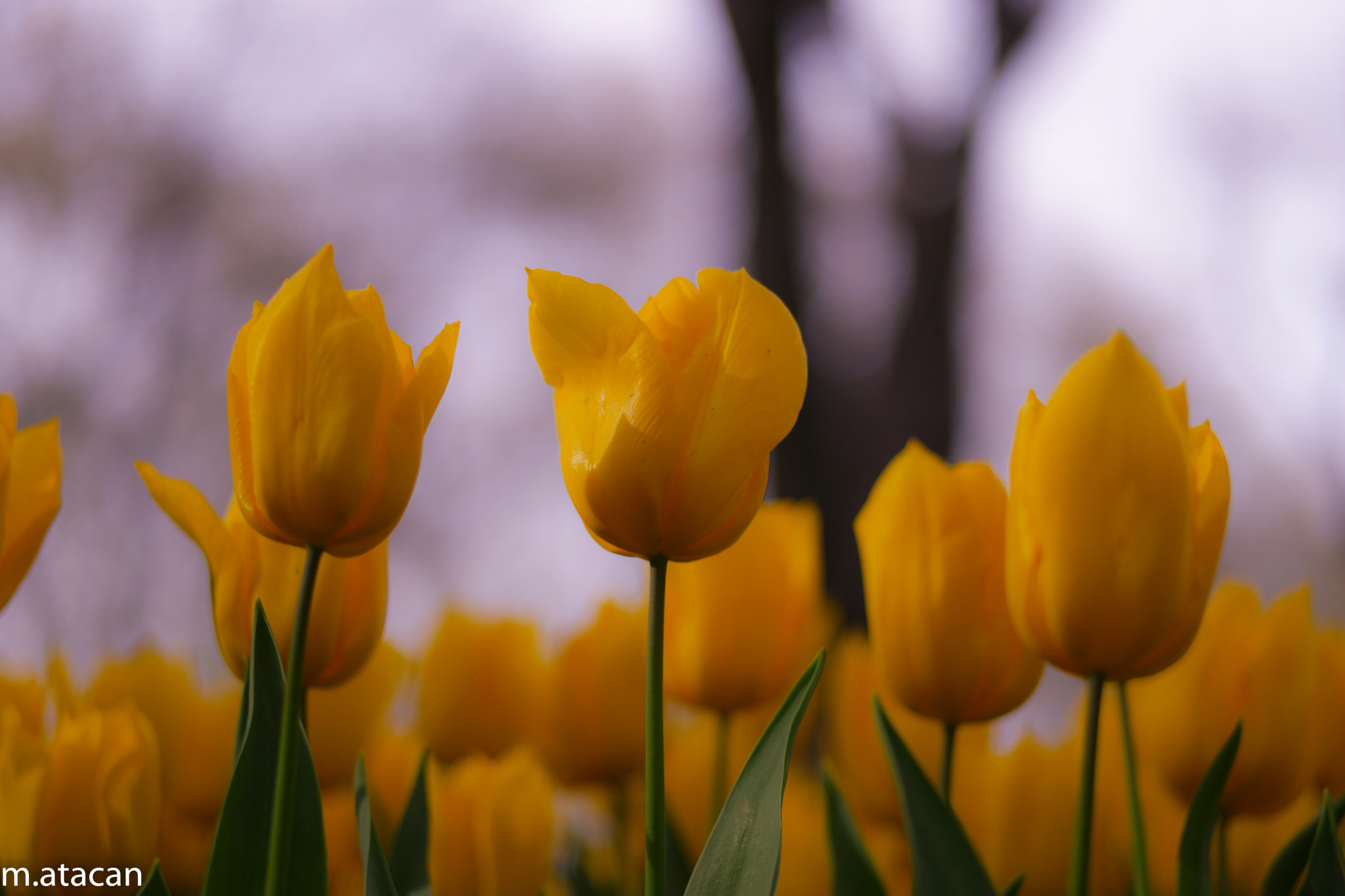 Samsung NX 45mm F1.8 sample photo. Yellow tulips photography