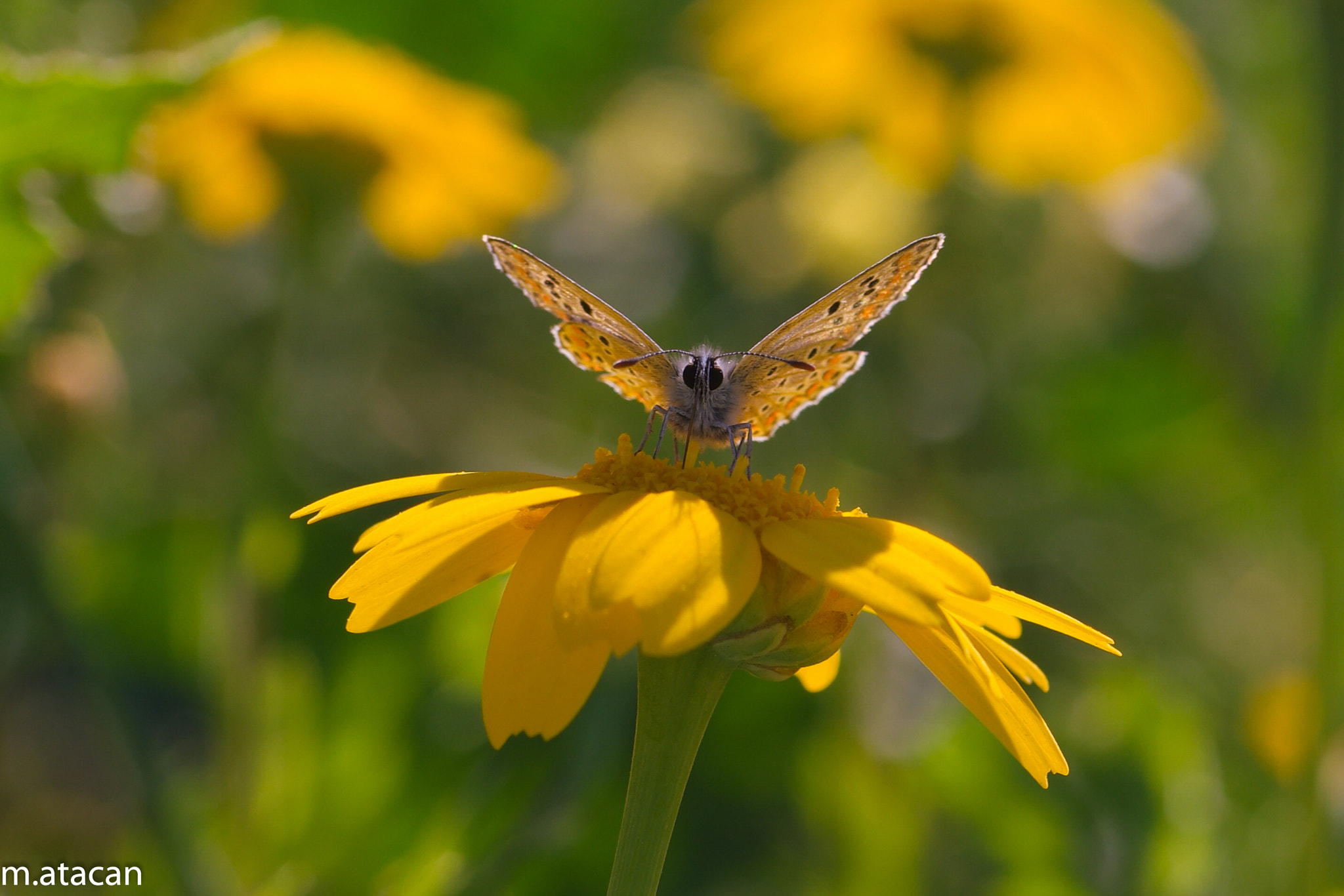 NX 60mm F2.8 Macro sample photo. Butterfly photography