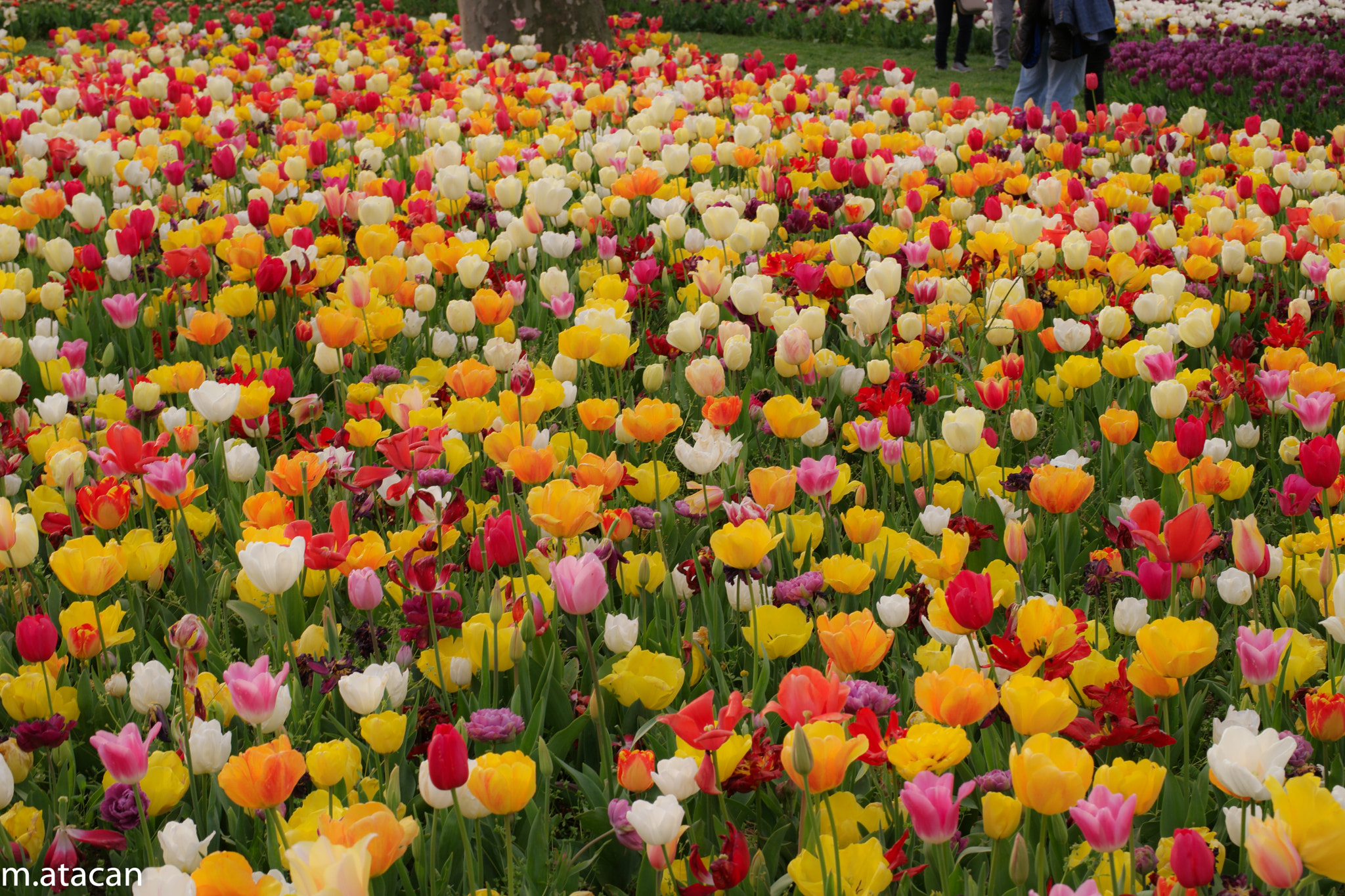 Samsung NX 45mm F1.8 sample photo. Colorful tulips photography