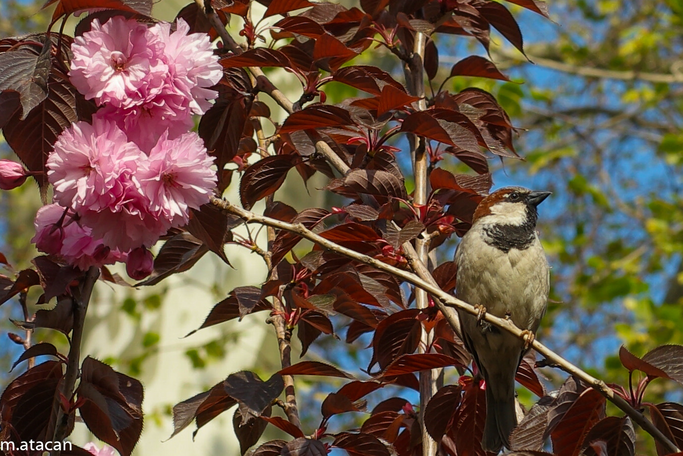 Samsung NX 45mm F1.8 sample photo. Bird and flowers photography
