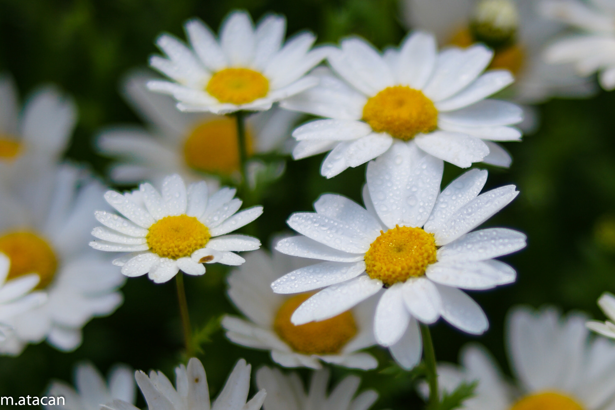 Samsung NX 45mm F1.8 sample photo. Drops on daisies photography