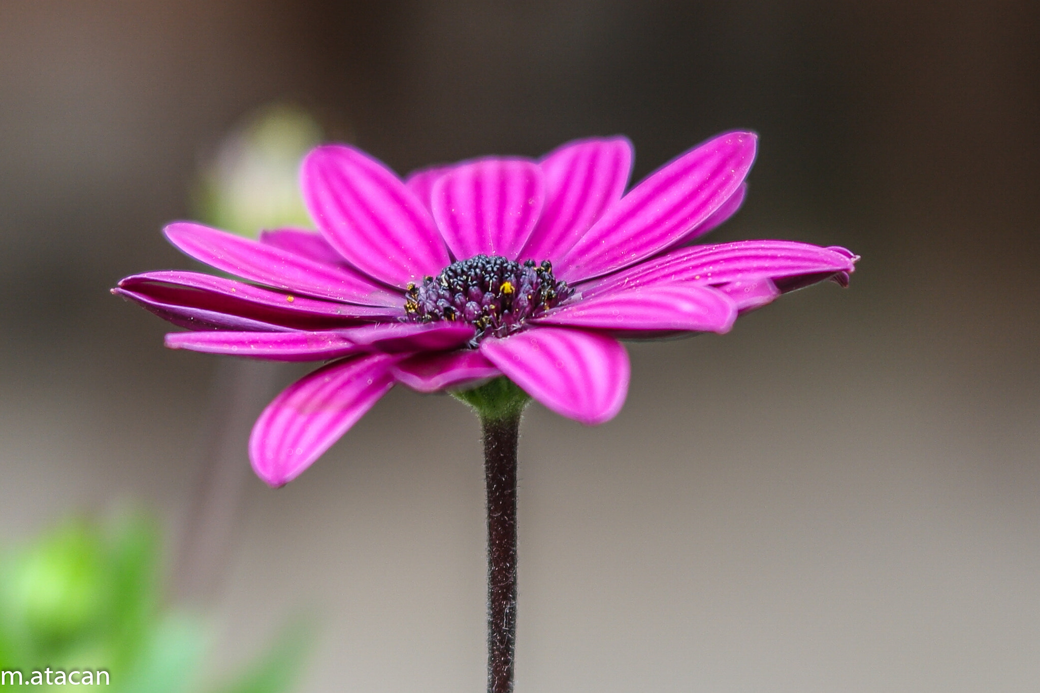 Samsung NX 45mm F1.8 sample photo. African daisy photography