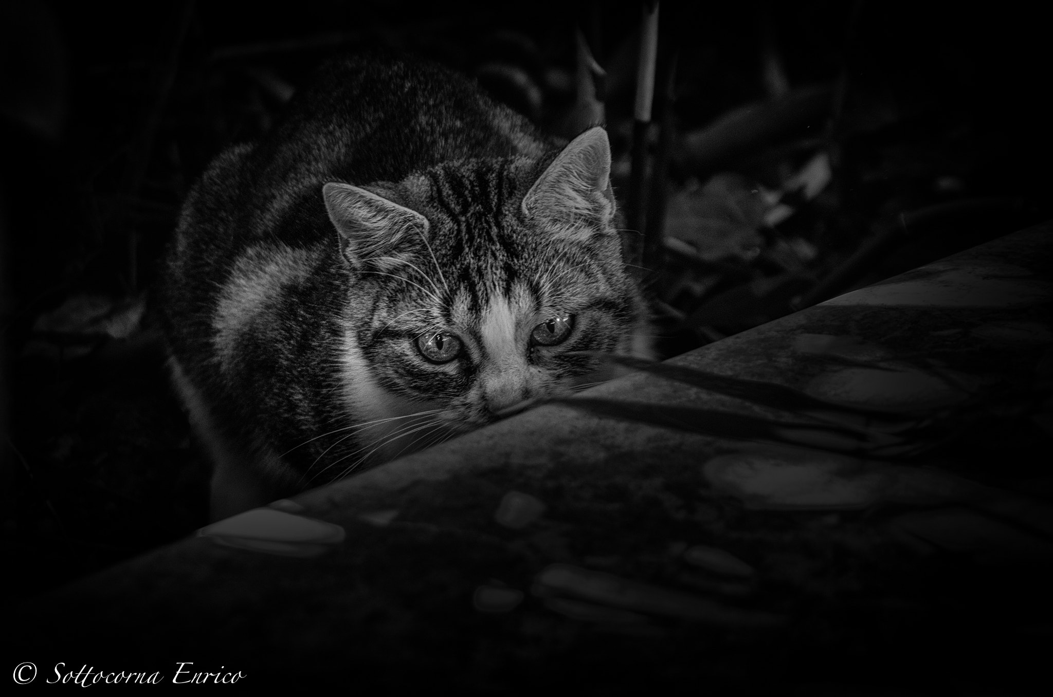 Pentax K-50 + Sigma sample photo. La micia photography