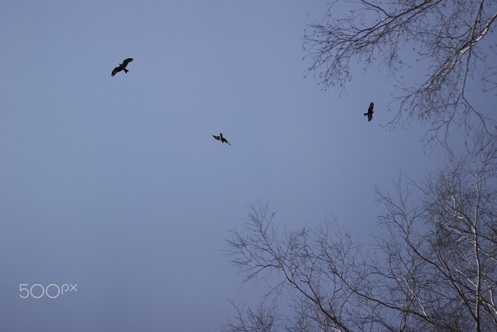 Canon EOS 600D (Rebel EOS T3i / EOS Kiss X5) + Canon EF 50mm F2.5 Macro sample photo. The birds of prey photography