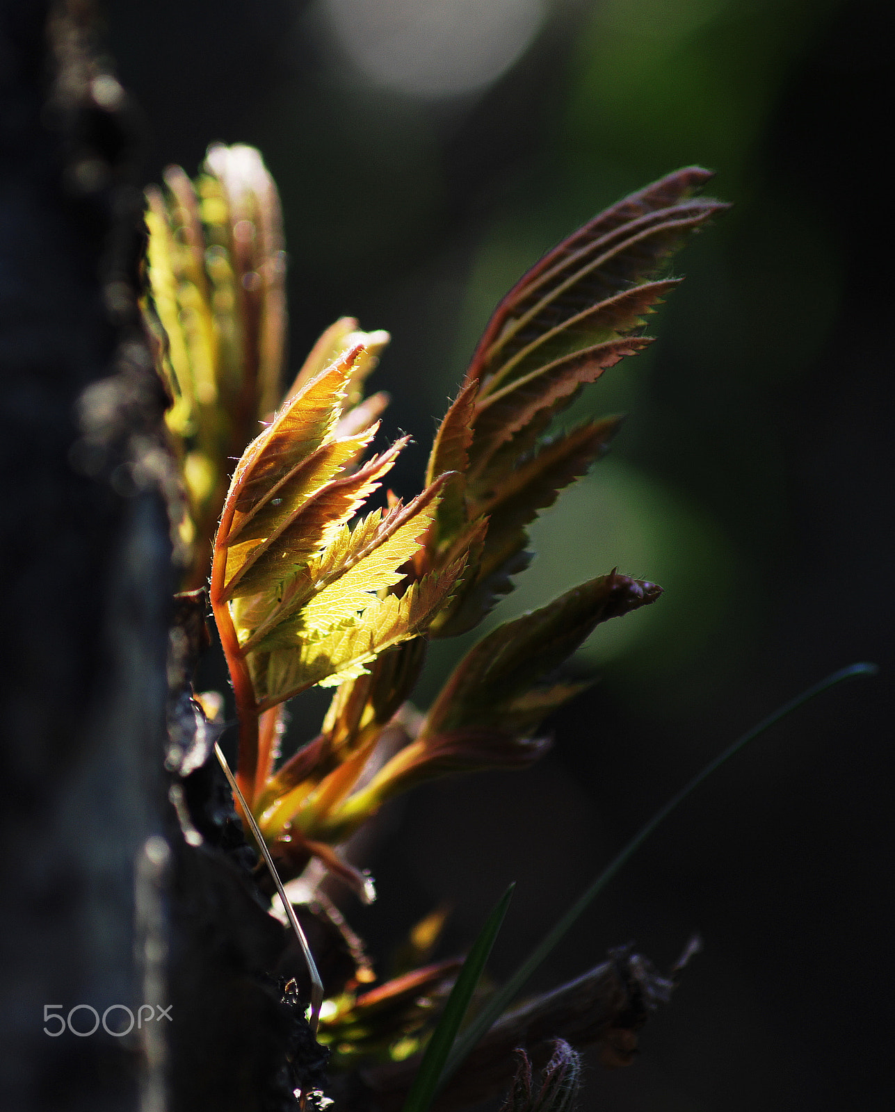 Sony DT 55-200mm F4-5.6 SAM sample photo. Гимн весне photography