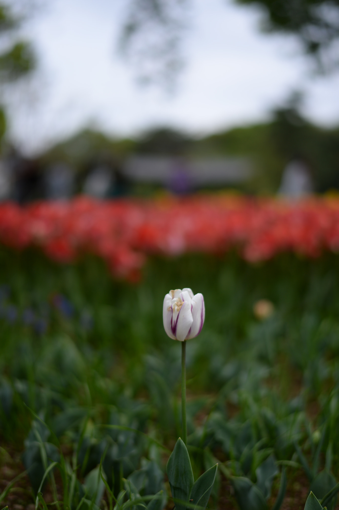 Nikon Df + Nikon AF-S Nikkor 58mm F1.4G sample photo. Alone photography