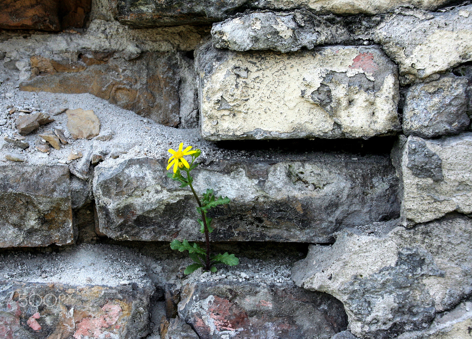 Canon EF 35-70mm f/3.5-4.5 sample photo. Lonely flower photography