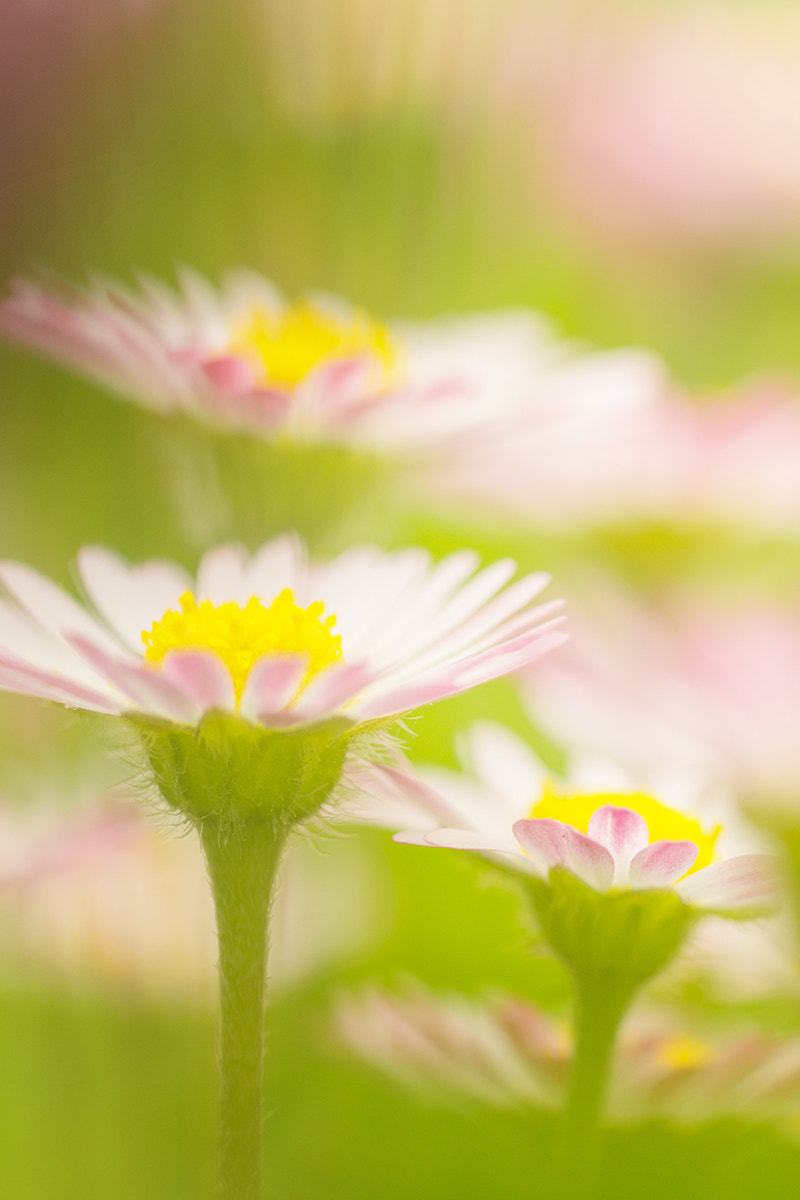 Sony SLT-A77 + Minolta AF 100mm F2.8 Macro [New] sample photo. Wild flowers in the sidelight photography