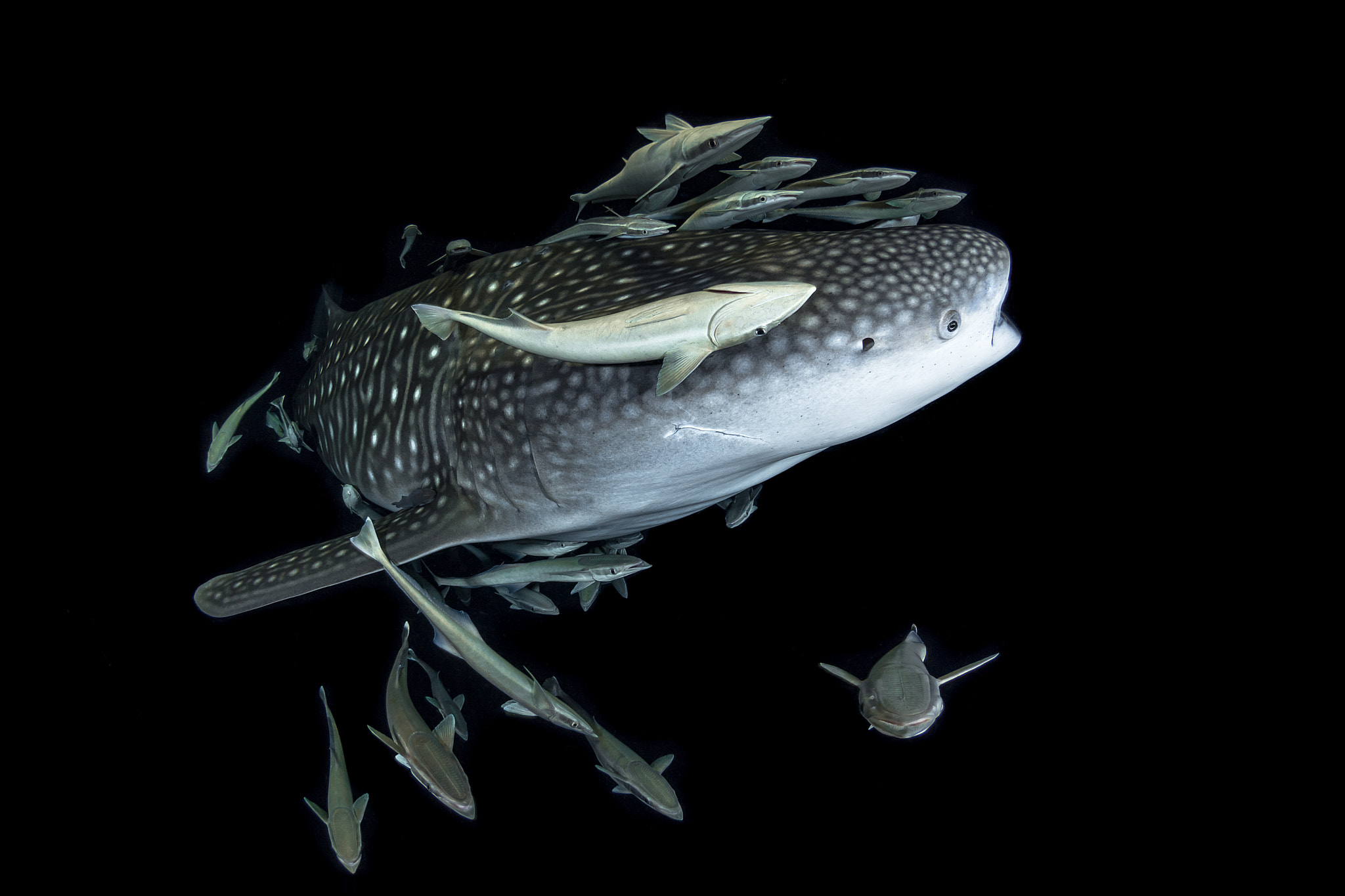 Olympus OM-D E-M5 + LUMIX G FISHEYE 8/F3.5 sample photo. Whale shark by night photography