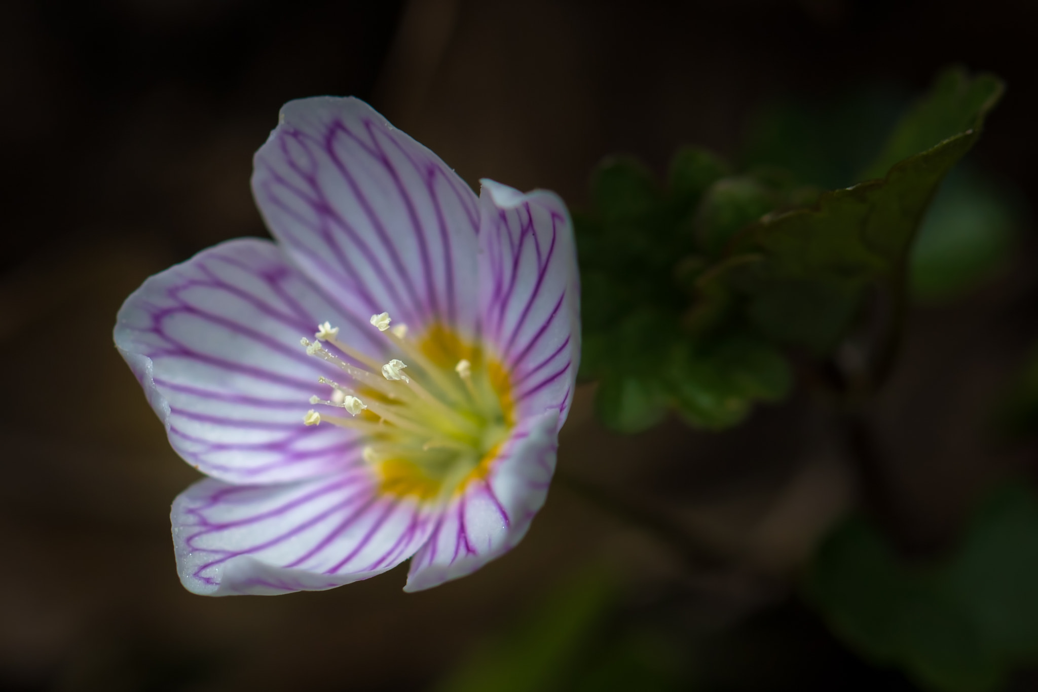 Canon EOS 760D (EOS Rebel T6s / EOS 8000D) + Canon EF 100mm F2.8L Macro IS USM sample photo. Flower271 photography