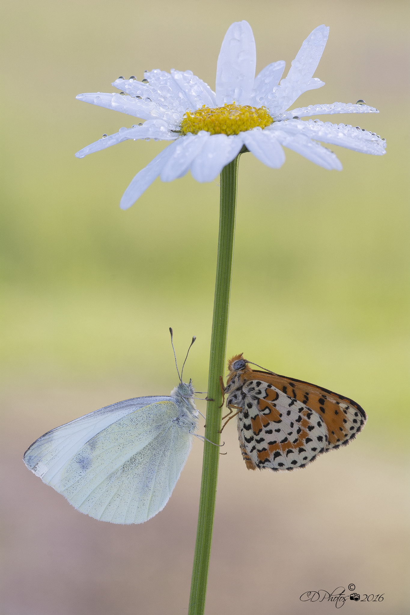 Nikon D7100 + Sigma 105mm F2.8 EX DG Macro sample photo. Pieris + melitaea photography